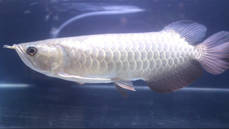 File:Araro.png