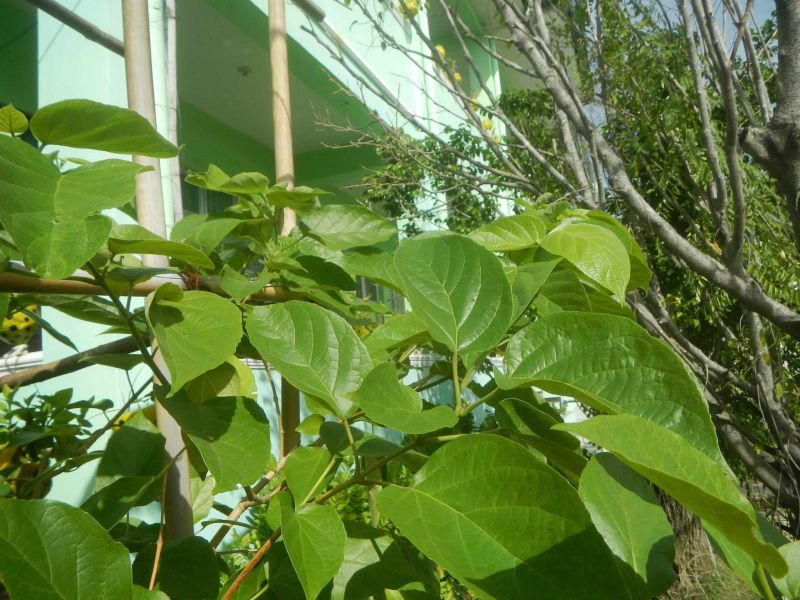 File:Alagaw.jpeg